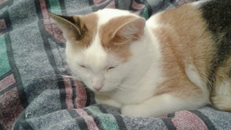 Elwood Animal Shelter - Elwood, IN