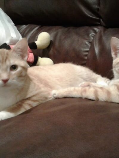 Elwood Animal Shelter - Elwood, IN