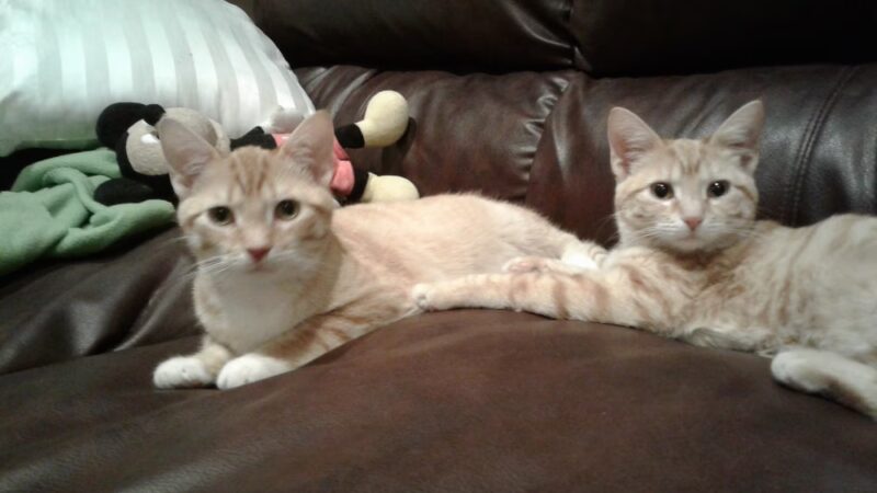 Elwood Animal Shelter - Elwood, IN