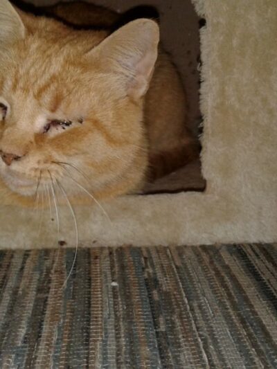 Elwood Animal Shelter - Elwood, IN