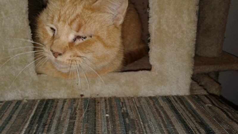 Elwood Animal Shelter - Elwood, IN