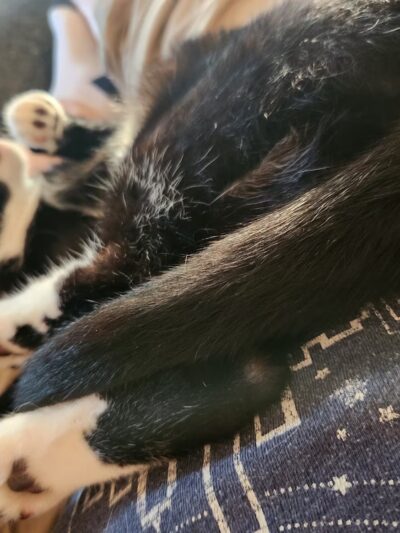 Elwood Animal Shelter - Elwood, IN