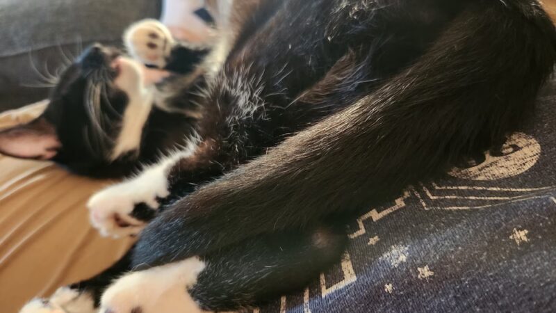 Elwood Animal Shelter - Elwood, IN