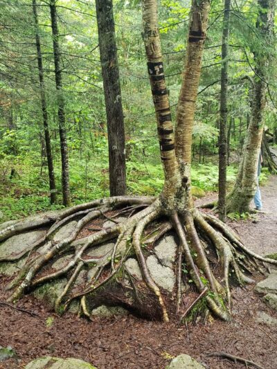 Kawishiwi Falls Trail - Ely, MN