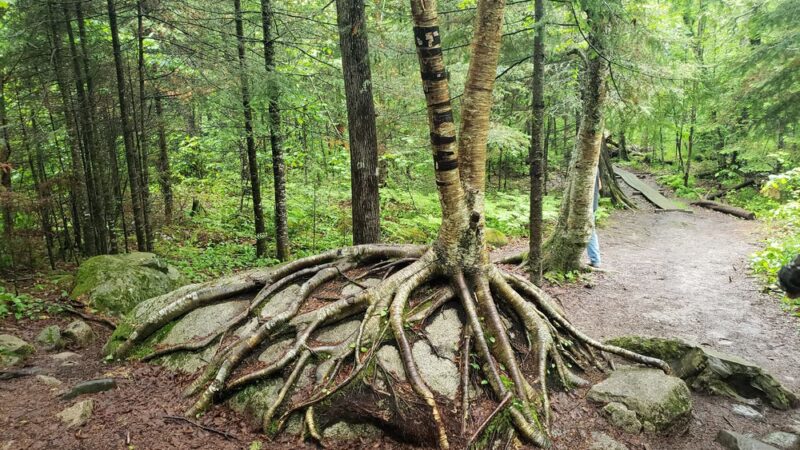 Kawishiwi Falls Trail - Ely, MN