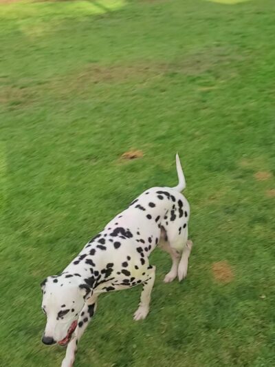 Encinitas Viewpoint - Encinitas, CA