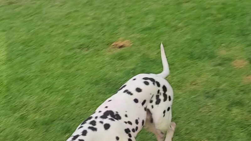 Encinitas Viewpoint - Encinitas, CA