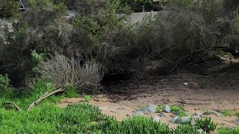 Power Lines Dog Park - Encinitas, CA