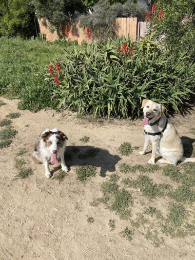 Power Lines Dog Park - Encinitas, CA