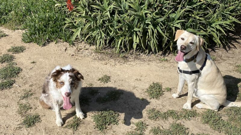 Power Lines Dog Park - Encinitas, CA