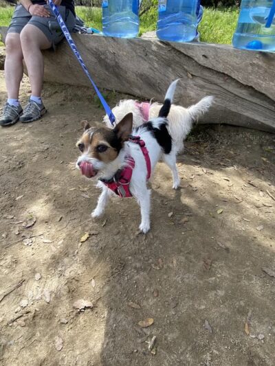 Power Lines Dog Park - Encinitas, CA
