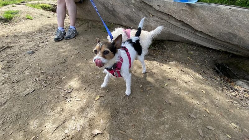 Power Lines Dog Park - Encinitas, CA