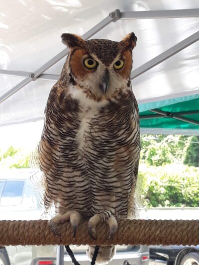 Buchan Airport Park - Englewood, FL