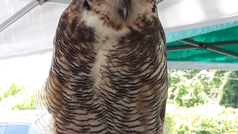 Buchan Airport Park - Englewood, FL