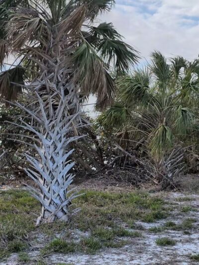 Cedar Point Environmental Park - Englewood, FL