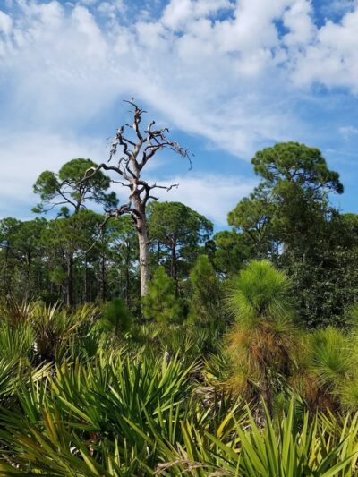Cedar Point Environmental Park - Englewood, FL
