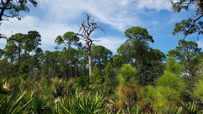 Cedar Point Environmental Park - Englewood, FL