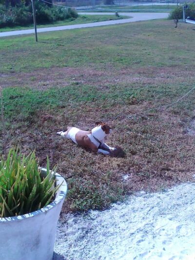 Critter Cottage - Englewood, FL