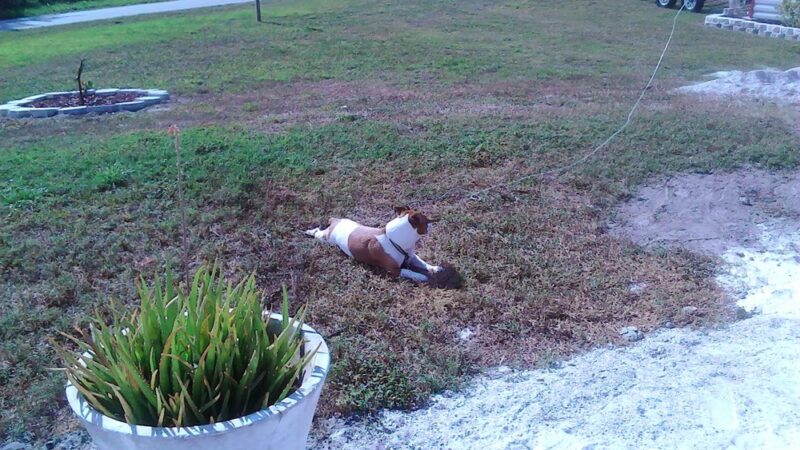 Critter Cottage - Englewood, FL