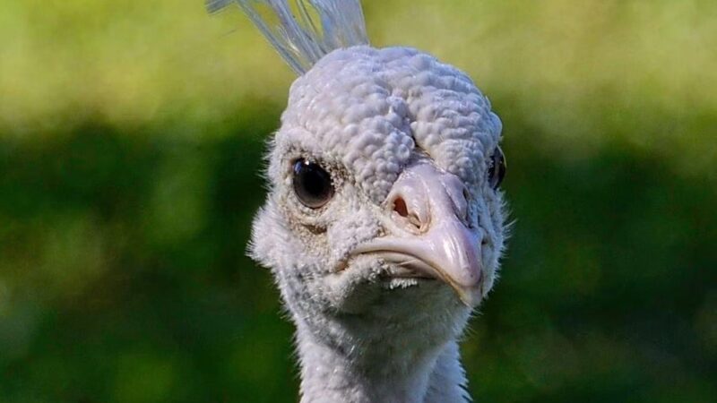 Critter Cottage - Englewood, FL