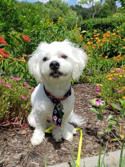 Critter Cottage - Englewood, FL