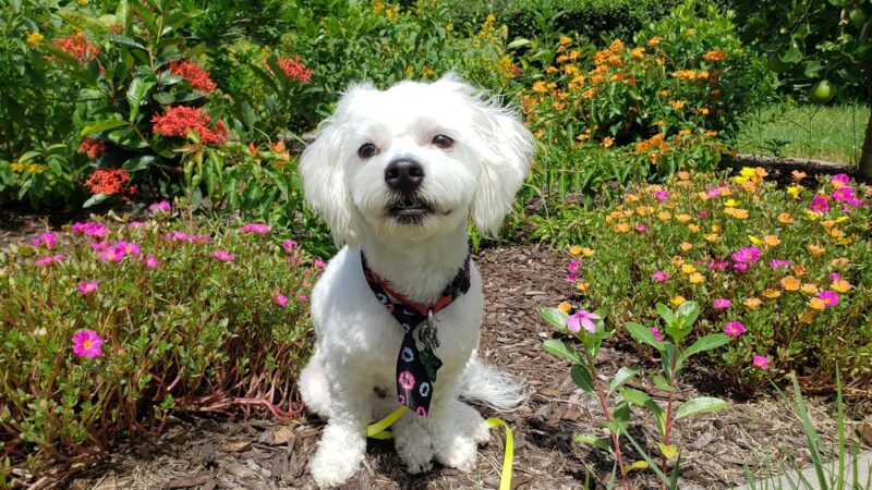 Critter Cottage - Englewood, FL