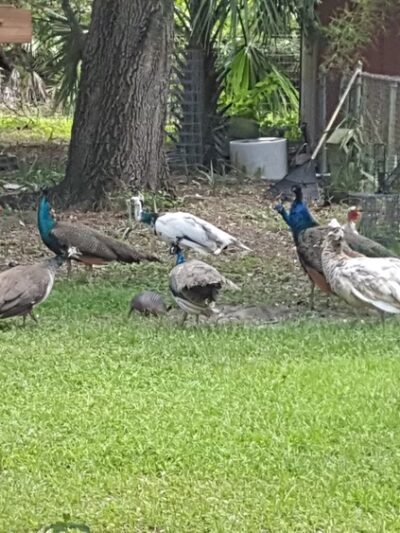 Critter Cottage - Englewood, FL