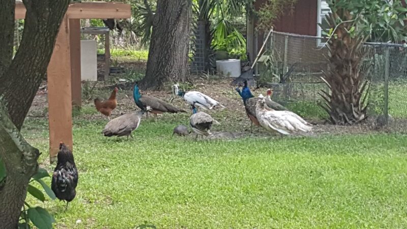 Critter Cottage - Englewood, FL