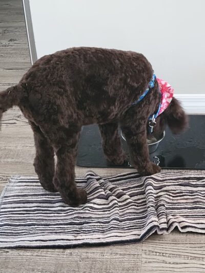 Critter Cottage - Englewood, FL