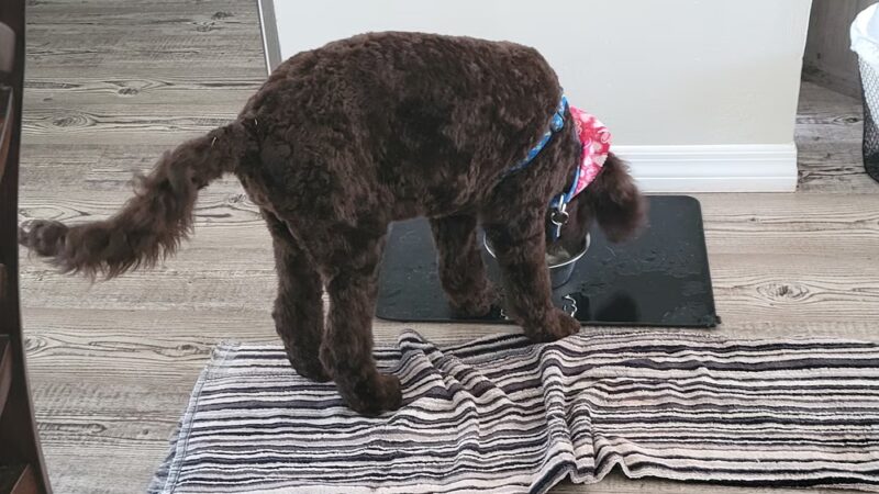 Critter Cottage - Englewood, FL