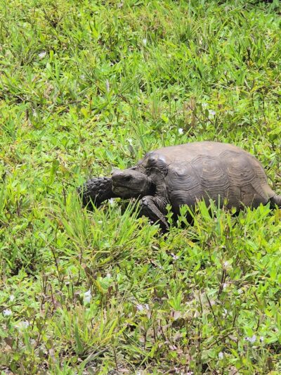 Lemon Bay Park - Englewood, FL