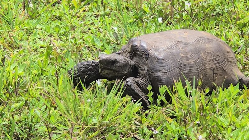 Lemon Bay Park - Englewood, FL