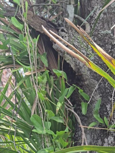 Lemon Bay Park - Englewood, FL