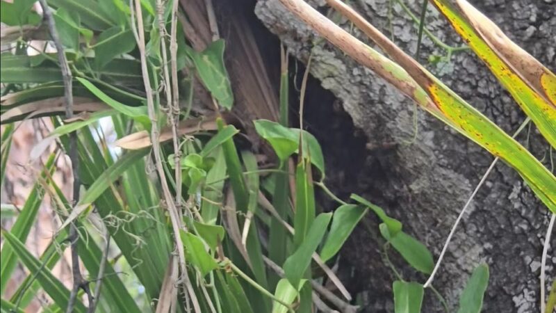 Lemon Bay Park - Englewood, FL