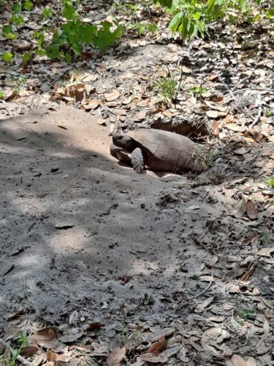 Lemon Bay Park & Environmental Center - Englewood, FL