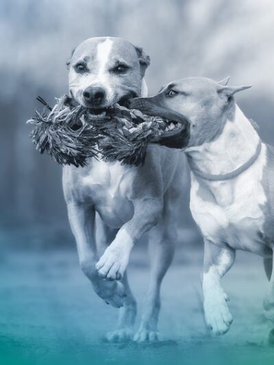 Suncoast Humane Society - Englewood, FL