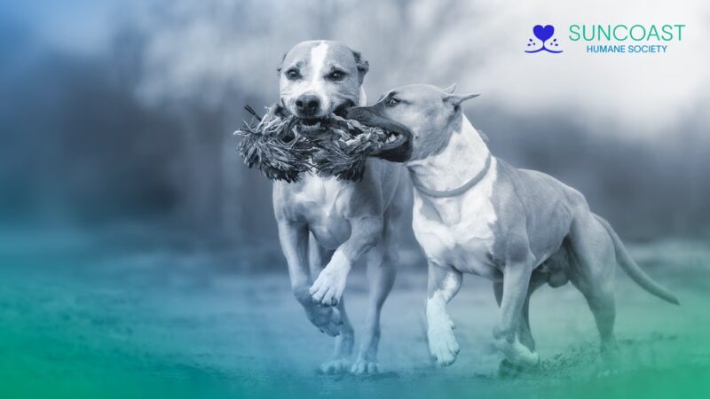 Suncoast Humane Society - Englewood, FL