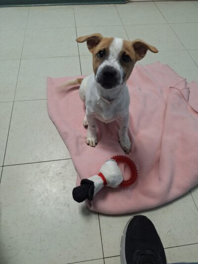 Suncoast Humane Society - Englewood, FL