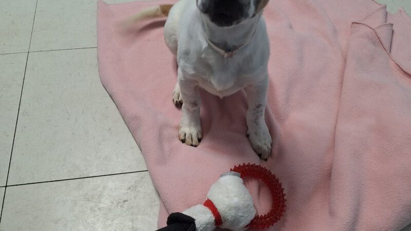 Suncoast Humane Society - Englewood, FL