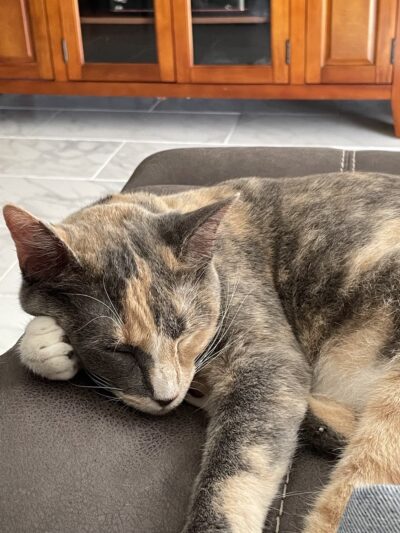 Suncoast Humane Society - Englewood, FL