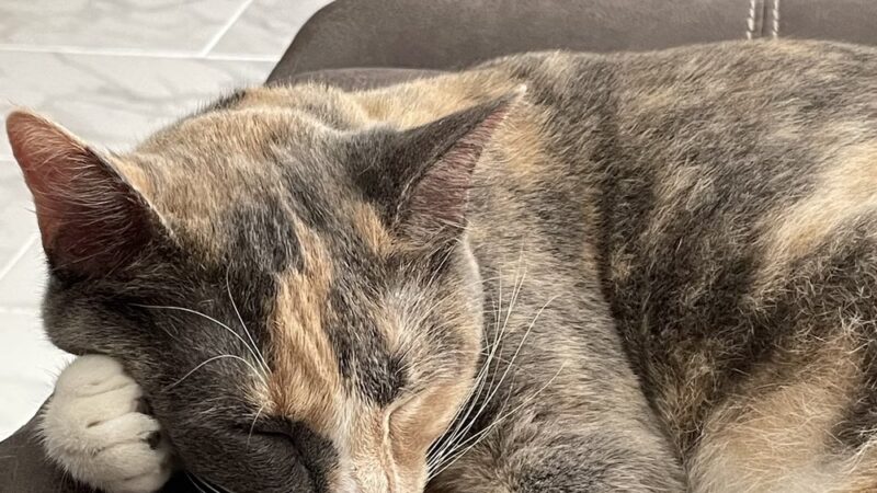 Suncoast Humane Society - Englewood, FL