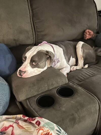 Suncoast Humane Society - Englewood, FL