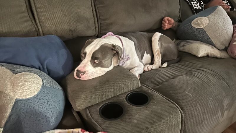 Suncoast Humane Society - Englewood, FL