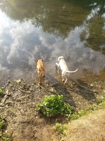 Acri Meadows - Enola, PA