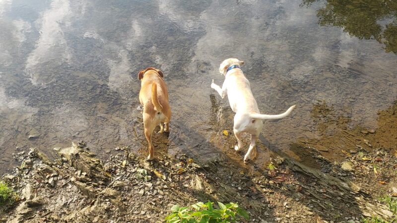 Acri Meadows - Enola, PA