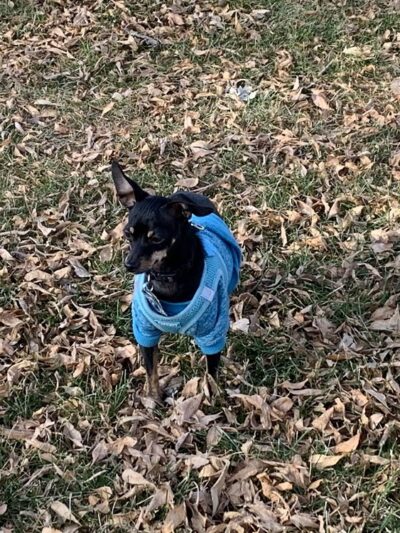 Ephrata Dog Park - Ephrata, WA