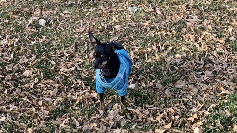 Ephrata Dog Park - Ephrata, WA