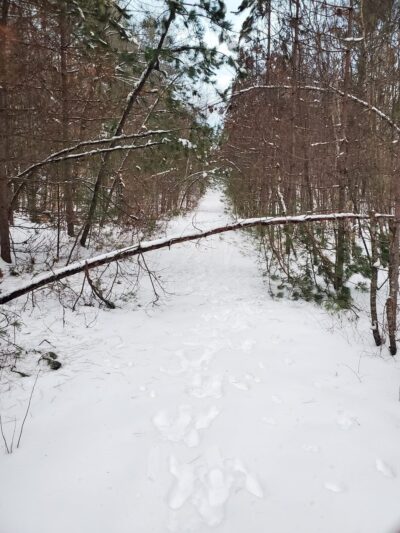 Folsom Conservation Area - Epping, NH