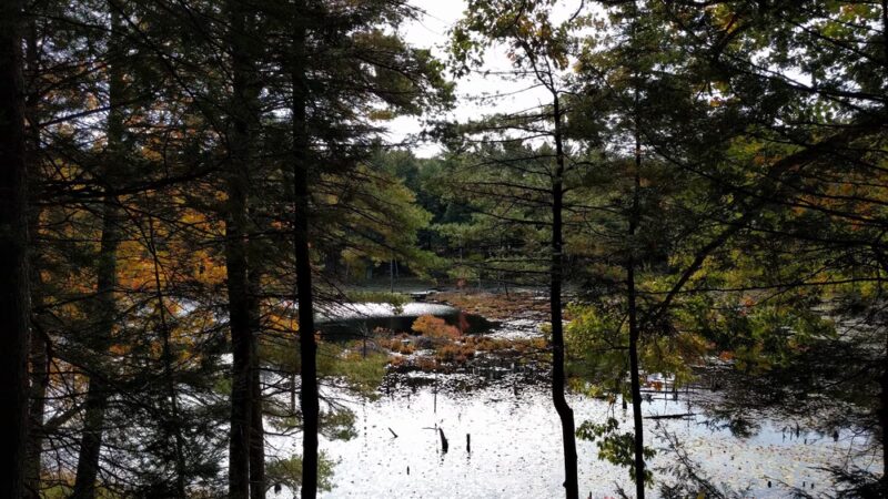 Fox Run Conservation Area - Epping, NH