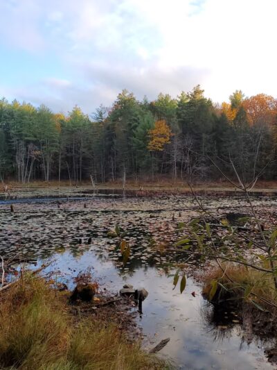 Fox Run Conservation Area - Epping, NH